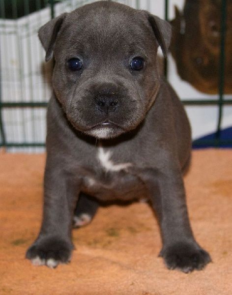 Le repos des Baby Staffy